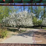 远距离欣赏怒放的海棠花