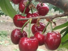 -上海菊园樱桃研究所