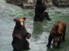 -深圳野生动物园