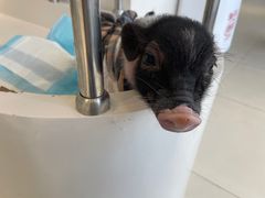 -怪兽屋·羊驼·猫咖·狗咖(俊华广场店)