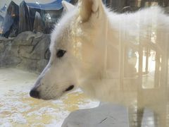 -海合安成都极地海洋公园