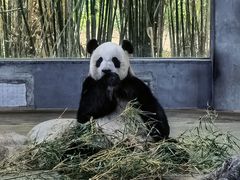 -海南热带野生动植物园
