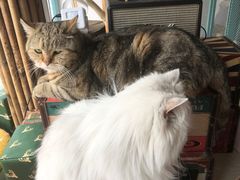 -喵屿·大理花园猫咖