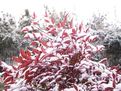 景点-花溪公园