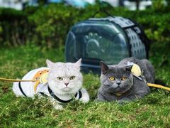 -重庆市江北嘴中央商务区中央公园