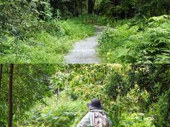 -铁山坪森林公园