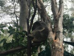 -可伦宾野生动物保护区