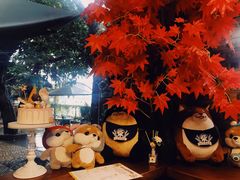 -柴犬高等学院·狗咖·柴犬售卖·宠物训练