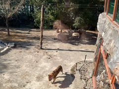 -上海野生动物园老虎餐厅