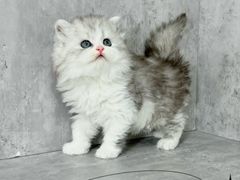 -小猫来了·猫舍(红山六九七九店)