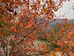 -北京十三陵国家森林公园蟒山景区