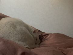 -艾贝尔宠物医院·狂犬免疫点(江山金象城店)