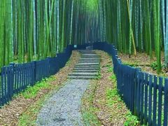 -杭州植物园