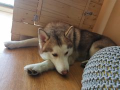 -Husky Go! 哈士奇体验馆·宠物咖啡厅狗咖