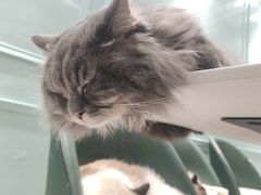 -安格丽娜·狗咖·猫咖羊驼咖(春熙路百盛商场店)