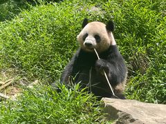 -广州长隆野生动物世界