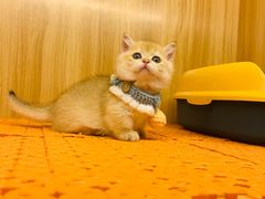 -欣宠猫屋·矮脚拿破仑·蓝金金渐层