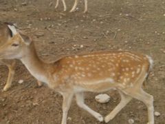 android_upload_pic-西安秦岭野生动物园