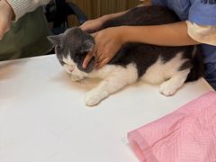 -御宝贝·A梦猫科宠物医院(国际猫友好医院)