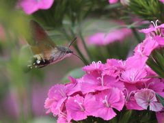 -北京国际鲜花港