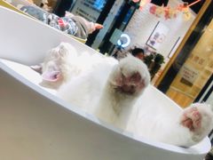 -藏猫猫咖啡主题馆(中央大道店)