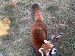 -泉州海丝野生动物世界