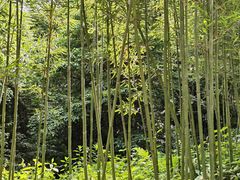 -碧峰峡风景区