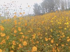 景点-北京东方普罗旺斯薰衣草庄园