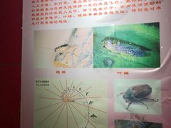 -上海昆虫博物馆