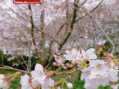 -顾村公园3号门停车场