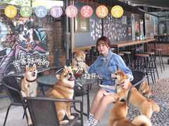 -柴犬高等学院·狗咖·柴犬售卖·宠物训练