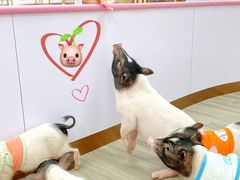 -猪盟咖啡店(玖洲道店)