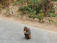 -黔灵山公园