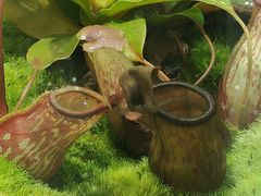 -国家植物园南园