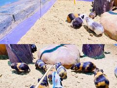 -顺德南宏海立方海洋公园