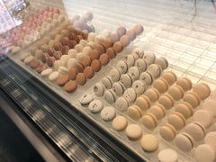 -BLACKSWAN黑天鹅(环球店)