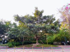 -莲花山公园