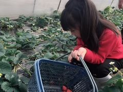 -青浦采草莓天天草莓园