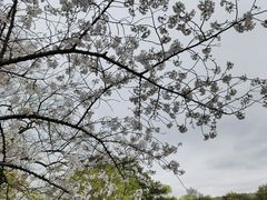 -西湖游船