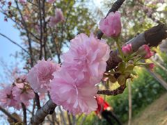 -天适樱花悠乐园