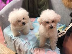 -喜狗宠物生活馆(岳州路店)