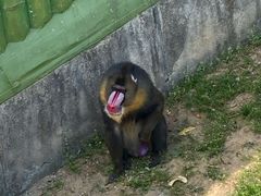 -大连森林动物园