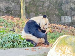 -都江堰中华大熊猫苑
