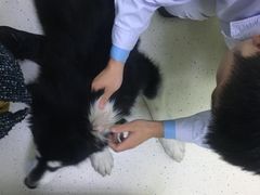 -全心全意连锁动物医院(加州店)