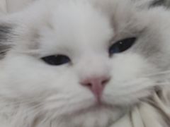 -全心全意连锁动物医院·微创中心·内科急重症·心脏专科(丰管路店)