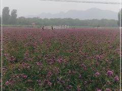 -北京东方普罗旺斯薰衣草庄园