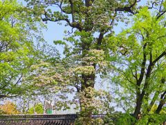 -苏州文庙(姑苏区)