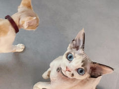 -琪喵猫屋·撸猫猫咖·猫舍