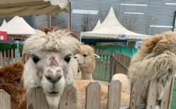 -萌宠亲子动物乐园(槐房万达店)