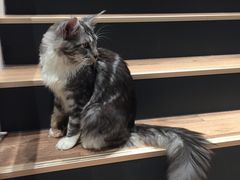 -瞄一喵猫咖(格力海岸店)